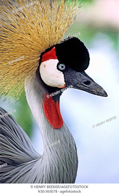 Grey crowned crane bird is the national bird of Uganda and regarded as a sacred bird or symbol in Kenya, Namibia, South Africa and Zambia