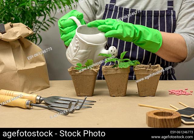 A woman in green rubber gloves holds a white ceramic watering can and waters seedlings in a brown paper cup on the table. Hobby and leisure