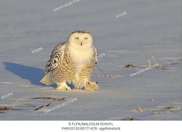 Snowy Owl Nyctea scandiaca adult female, walking on snow, Quebec, Canada, winter