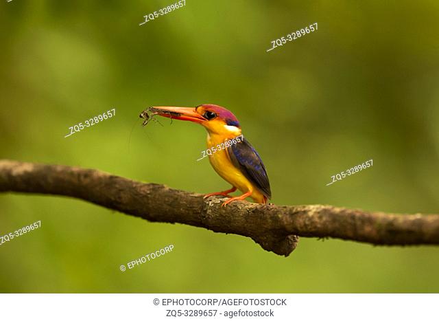 Oriental dwarf kingfisher, Ceyx erithaca, Western Ghats, India