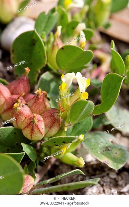 Bladder Vetch (Tripodium tetraphyllum, Tripodiom tetraphyllum, Anthyllis tetraphylla, Physanthyllis tetraphylla), blooming, Italy