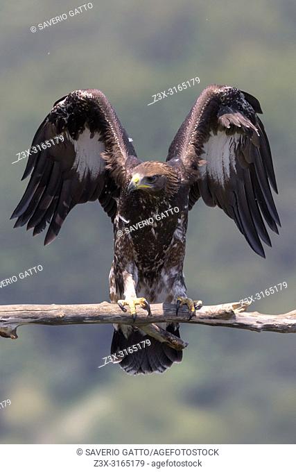 Golden Eagle (Aquila chrysaetos), juvenile landing on a dead branch