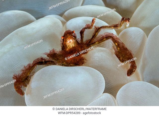 Orangutan Crab in Bubble Coral, Achaeus japonicus, Komodo National Park, Indonesia