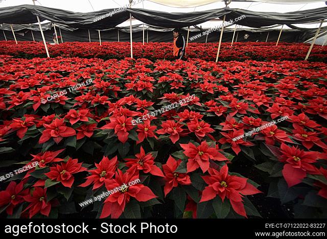 December 7, 2022, Mexico City, Mexico: A woman, choosing poinsettia flowers at greenhouse 'Vivero Nochebuena'  in the town of Xochimilco, Mrs