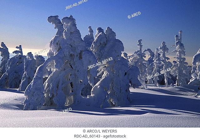 Snow-covered Norway Spruce national park Hochharz Brocken Saxony-Anhalt Germany Picea abies