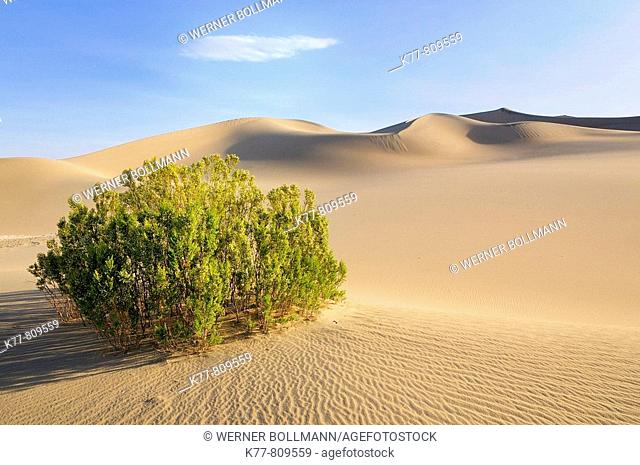 Dunes in the Death Valley and Creosote Bush (Larrea tridentata). Death Valley N.P., California, USA