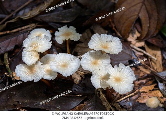 Fungi are growing in the rain forest near La Selva Lodge near Coca, Ecuador