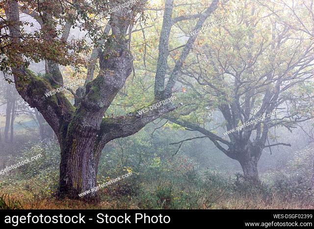 Trees at Gorbea Natural Park in foggy weather