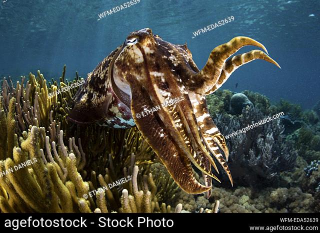 Broadclub Cuttlefish, Sepia latimanus, Komodo National Park, Indonesia