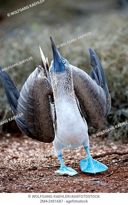 A blue-footed booby (Sula nebouxii) is sky-pointing (courtship behavior) on North Seymour Island in the Galapagos, Ecuador