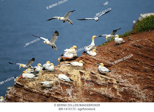 Northern Gannets (Sula bassana), breeding and flying, North Sea, Heligoland, Schleswig Holstein, Germany, Europe