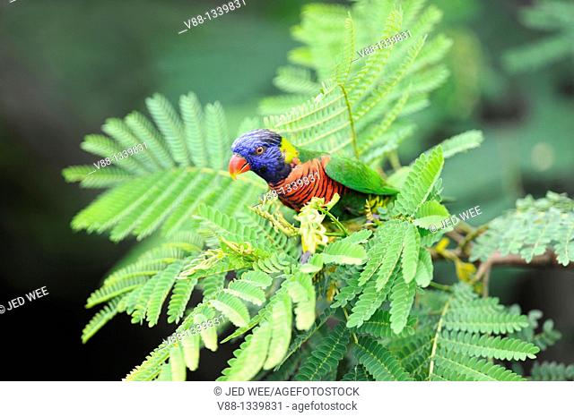 Rainbow Lorikeet (Trichoglossus haematodus), Jurong Bird Park, Singapore