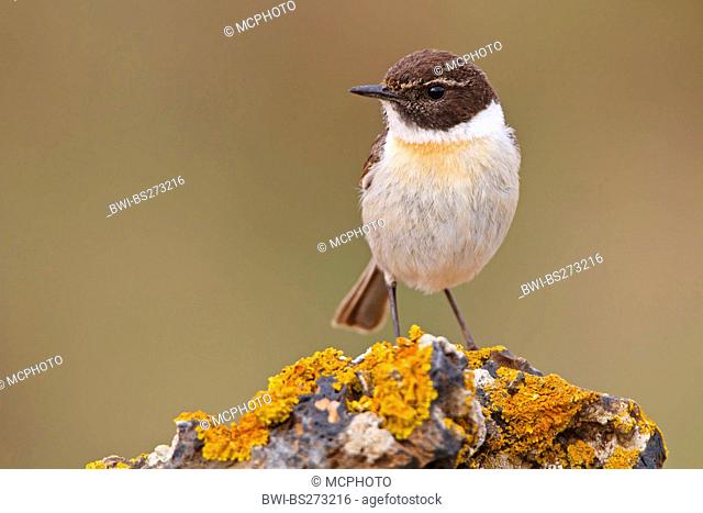 Canary islands chat, Fuerteventura Chat, Fuerteventura Stonechat Saxicola dacotiae, male sitting on a stone, endemic to Canary Islands, Canary Islands
