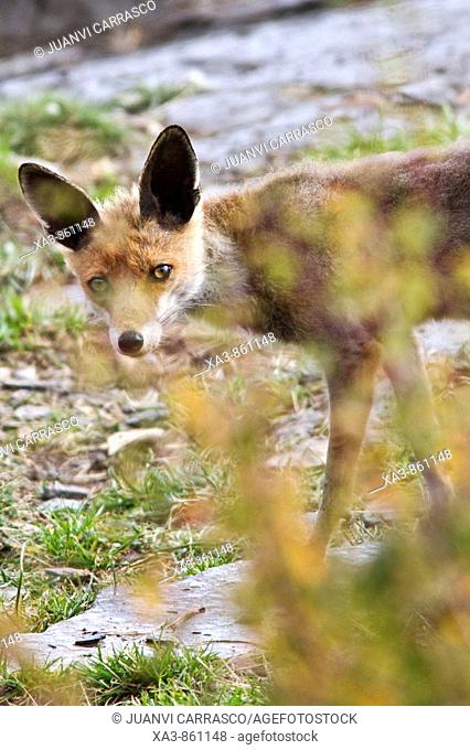 Red fox, Vulpes vulpes  Ordesa national park, Huesca province, Aragon, spanish pyrenees