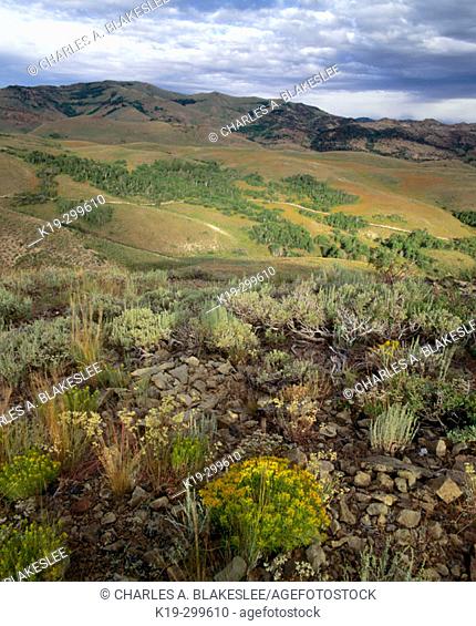 Copper Basin. Jarbidge Mountains. Elko County. Nevada, USA
