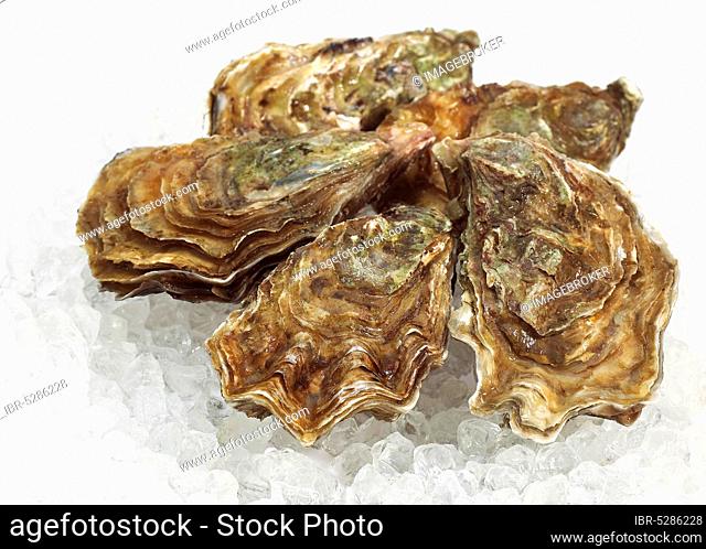 French Marennes d'Oleron oysters, ostrea edulis on ice
