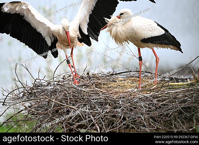 PRODUCTION - 08 May 2022, Baden-Wuerttemberg, Affenberg Bei Salem: A female stork flies to her partner while the four storklings, just a few weeks old