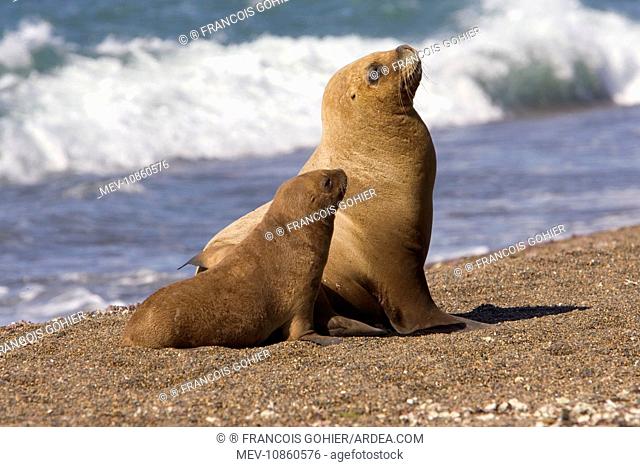 South American / Southern / Patagonian Sealion - Female and pup (Otaria flavescens). Coast of Patagonia, Argentina. Latin formerly Otaria byronia
