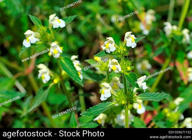 die Heilpflanze Saat-Hohlzahn - the herbal plant Downy Hemp-nettle or Galeopsis segetum