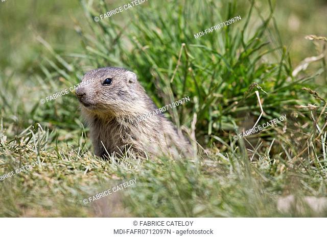 Nature - Fauna - Marmot - Young marmot in the natural regional park of Queyras