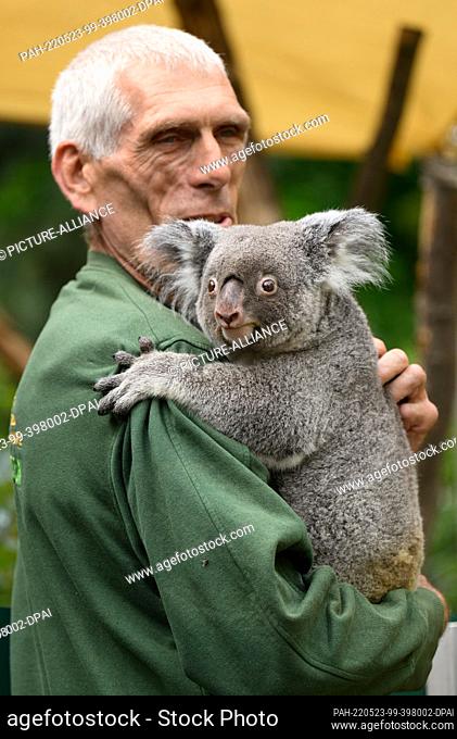 23 May 2022, Saxony, Dresden: Olaf Lohnitz, animal keeper at Dresden Zoo, holds the female koala ""Sydney"" in his arms during a media appointment