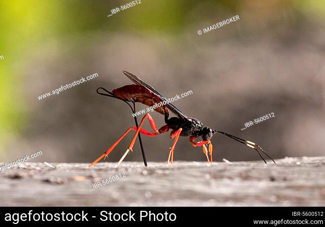 Giant ichneumon wasp, Giant ichneumon wasp, Giant ichneumon wasps (Ichneumonidae), Other animals, Insects, Animals, Commander Ichneumon (Dolichomitus imperator)...