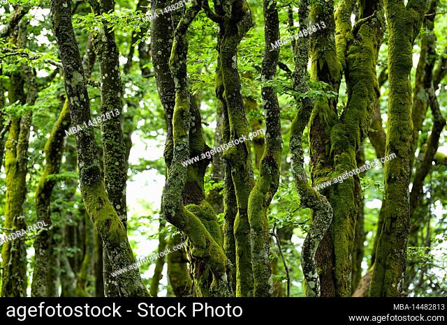twisted grown and with moss and lichen covered tree trunks of the copper beech, cripple beech forest near La Schlucht, Vosges, France, Grand Est region
