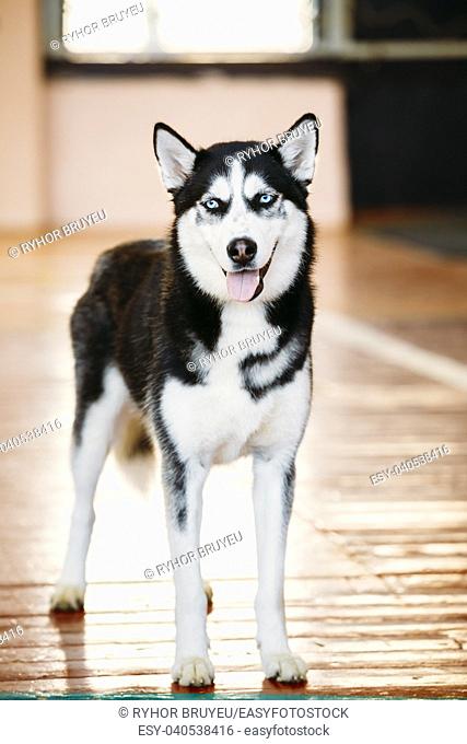 Young Black And White Husky Eskimo Dog Staying On Wooden Floor