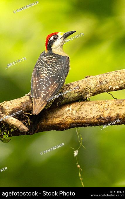 Black-cheeked Woodpecker (Melanerpes pucherans), La Virgen, Costa Rica, Central America
