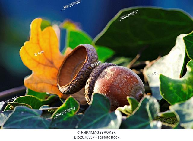 Single acorn lying on foliage
