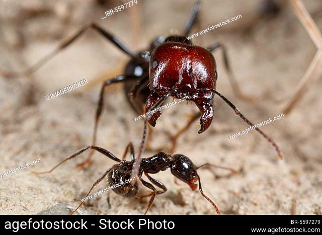 Harvester ant (Messor barbara) main and secondary workers, main worker with open jaws in defensive posture, Chaine des Alpilles, Bouches-du-Rhone, Provence