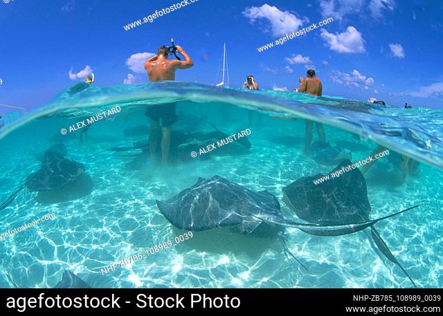 Snorkellers and stingrays, Stingray City  Date: 03/11/2003  Ref: ZB785-108989-0039  COMPULSORY CREDIT: Oceans Image/Photoshot