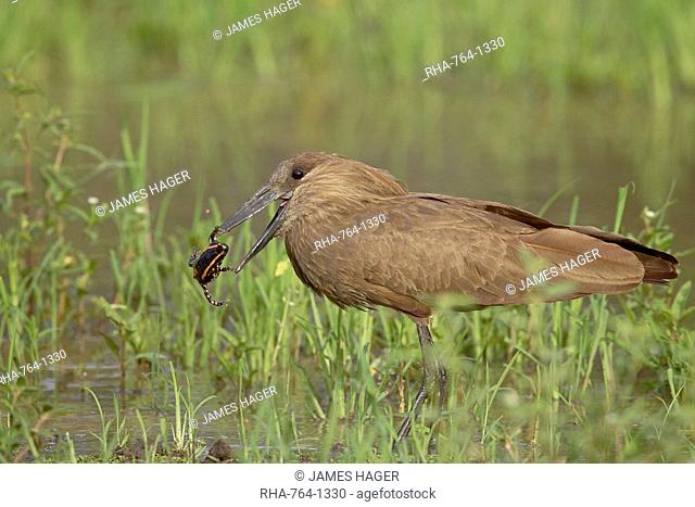 Hamerkop Scopus umbretta with a frog, Imfolozi Game Reserve, South Africa, Africa