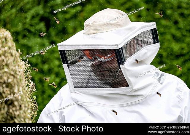 27 August 2021, Hamburg: Asian hornets (Vespa Velutina Nigrithorax) buzz around the head protection of an entomologist. A nest of this species was found in the...