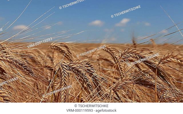 Barley field, Grain field