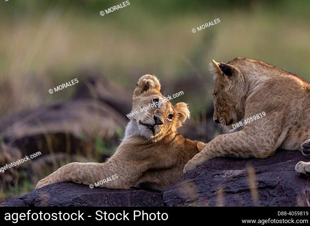 Africa, East Africa, Kenya, Masai Mara National Reserve, National Park, Young Lions (Panthera leo), in the savanna, Lying on rocks
