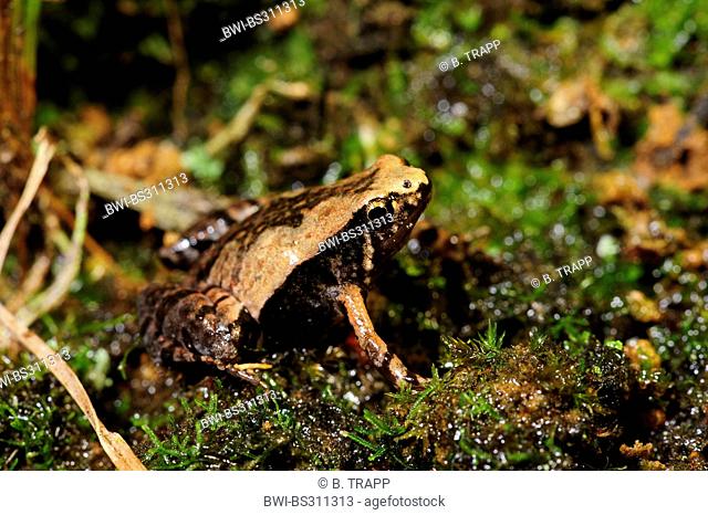 Ornate Narrow-mouthed Frog (Microhyla ornata), sitting on the ground, Sri Lanka, Sinharaja Forest National Park
