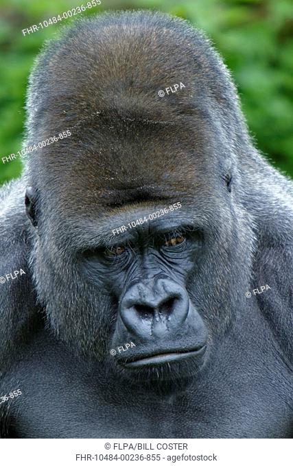 Western Lowland Gorilla (Gorilla gorilla gorilla) 'silverback' adult male, close-up of head, Durrell Wildlife Park (Jersey Zoo)