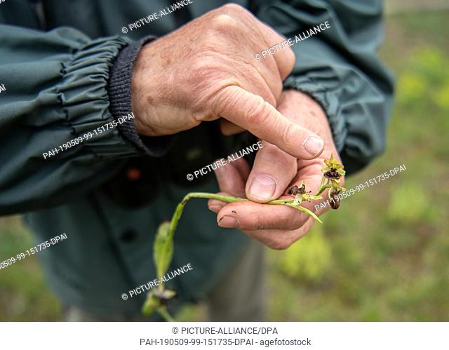 09 May 2019, Baden-Wuerttemberg, Kappel-Grafenhausen: Dietmar Keil, biologist and nature filmmaker, is holding a spider orchid in his hand that has been pulled...