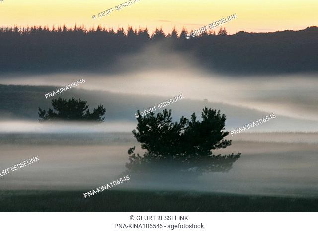 Scots Pine Pinus sylvestris - Kroondomein Hoog Soeren, Asselse heide, Veluwe, Guelders, The Netherlands, Holland, Europe