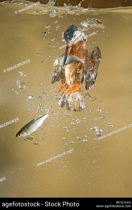 Common Kingfisher (Alcedo atthis) adult male, underwater, returning to surface with Common Rudd (Scardinius erythrophthalmus) prey in beak, Suffolk, England