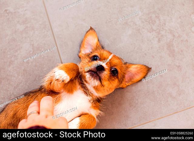 Top view small red cute pekingese dog laying on his back on a gray tile floor, looking at the camera. Close up hand petting japanese chins belly