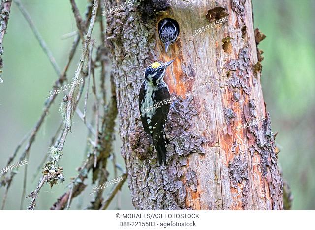 Europe, Finland, Kuhmo area, Kajaani, Three-toed Woodpecker (Picoides tridactylus), couple at the nest in a old pine tree, the female is going out of the nest