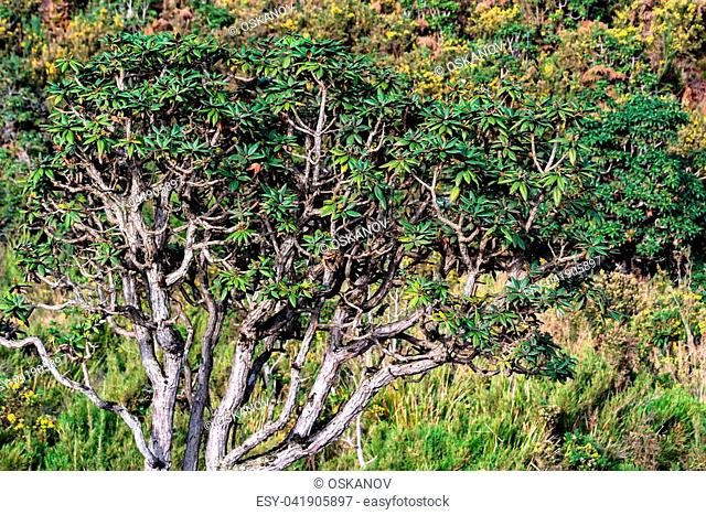 Beautiful landscape of montane grassland and tree rhododendron in front in Horton Plains National Park, Sri Lanka