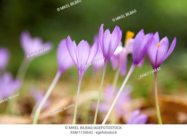 Wild saffron (Crocus nudiforus). Ucieda valley. Cabuerniga Valley. Cantabria; Spain