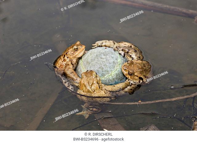 European common toad (Bufo bufo), Toads cling to Tennis Ball in Mating Season, Germany, Bavaria