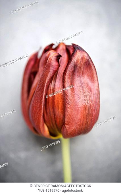 Red tulip flower on a grey background