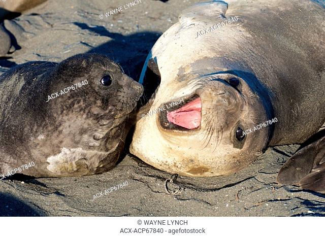 Southern elephant seal (Mirounga leonina) mother & pup, St. Andrews Bay, Island of South Georgia, Antarctica
