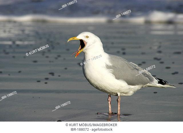 Herring Gull Larus argentatus adult shouting