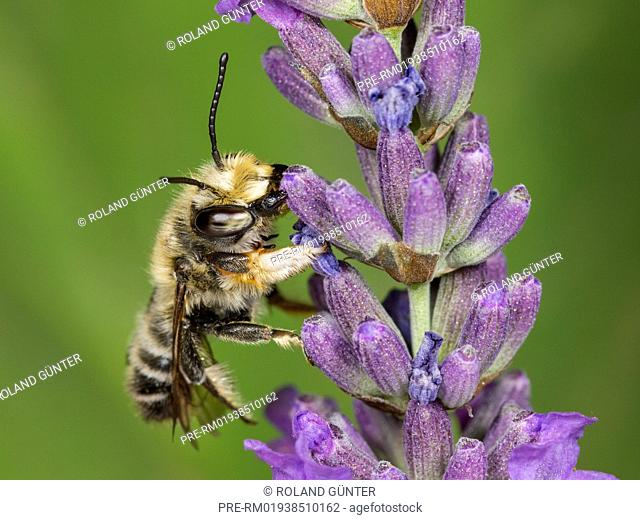 Megachile willughbiella on English Lavender (Lavandula angustifolia), male / Garten-Blattschneiderbiene (Megachile willughbiella) auf Echtem Lavendel (Lavandula...